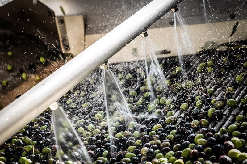 Le fasi della lavorazione dell olio Extra Vergine di Oliva toscano 2