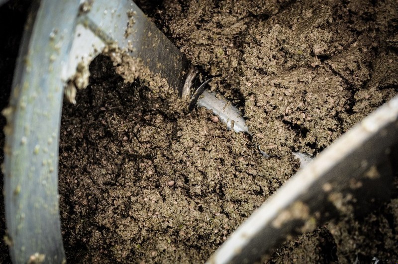 Le fasi della lavorazione dell olio Extra Vergine di Oliva toscano 8